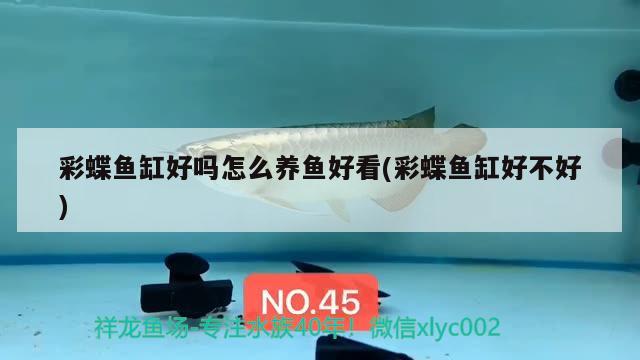 彩蝶魚缸好嗎怎么養(yǎng)魚好看(彩蝶魚缸好不好)