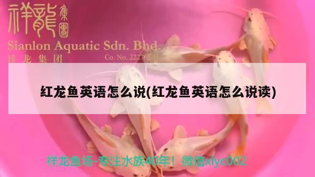 首先祝各位朋友一切安好人從缸前過(guò)魚(yú)驚的不行呀已經(jīng)竄缸幾次了請(qǐng)大家指點(diǎn)指點(diǎn) 玫瑰銀版魚(yú) 第1張