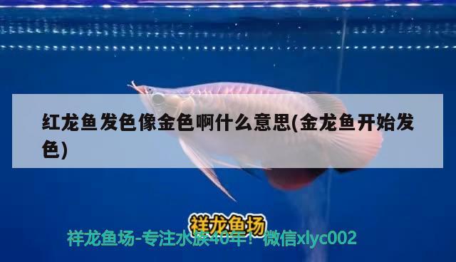 紅龍魚發(fā)色像金色啊什么意思(金龍魚開始發(fā)色)