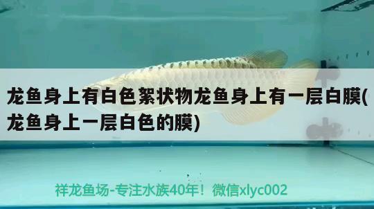 龍魚一頓喂多少飼料（龍魚喂食量與喂食頻率） 觀賞魚飼料 第2張