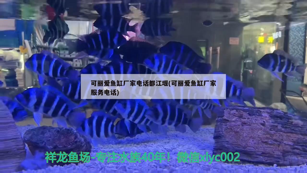 可麗愛魚缸廠家電話都江堰(可麗愛魚缸廠家服務(wù)電話) 委內(nèi)瑞拉奧里諾三間魚苗