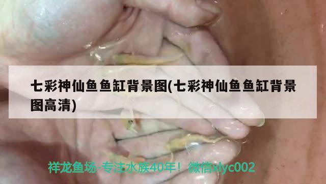 蛇紋羅漢魚是什么系列，怎么挑選金花羅漢魚 羅漢魚 第2張