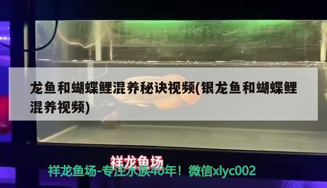 龍魚(yú)和蝴蝶鯉混養(yǎng)秘訣視頻(銀龍魚(yú)和蝴蝶鯉混養(yǎng)視頻) 蝴蝶鯉