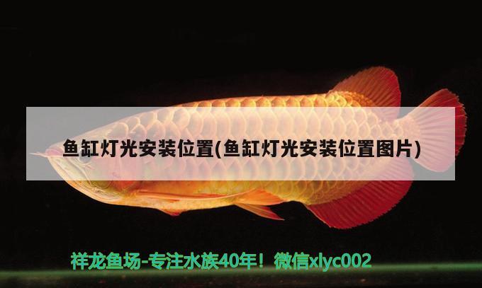 魚缸燈光安裝位置(魚缸燈光安裝位置圖片) 鴨嘴鯊魚