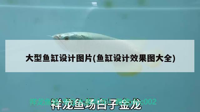 大型魚缸設(shè)計(jì)圖片(魚缸設(shè)計(jì)效果圖大全)