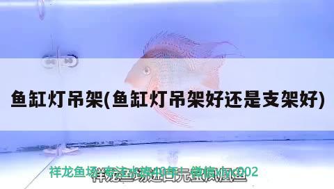 魚缸燈吊架(魚缸燈吊架好還是支架好) 野生地圖魚