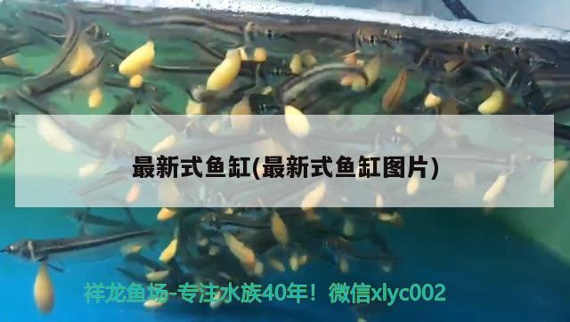 紅帝王雷龍魚怎么區(qū)分公母圖解(紅龍魚怎么分公母圖片)