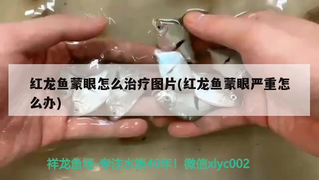 魚缸里擺件什么材質(zhì)的好用 魚缸里擺件什么材質(zhì)的好用一點 造景/裝飾 第1張