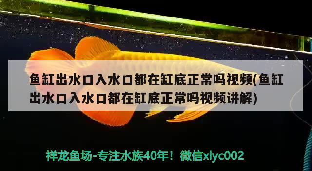 新羅區(qū)一彩寵物專用品店 全國水族館企業(yè)名錄 第4張