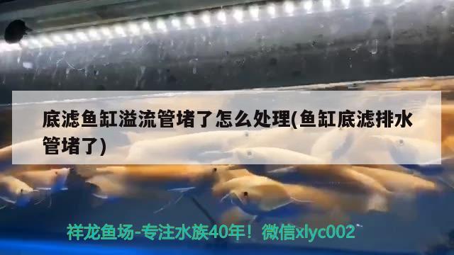 底濾魚缸溢流管堵了怎么處理(魚缸底濾排水管堵了) 祥禾Super Red紅龍魚