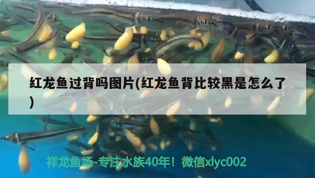 鳳凰紅龍魚品質(zhì)好不好(紅龍魚貴嗎)