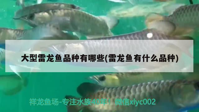 魚缸專業(yè)清洗需要哪些流程(魚缸清洗用什么)