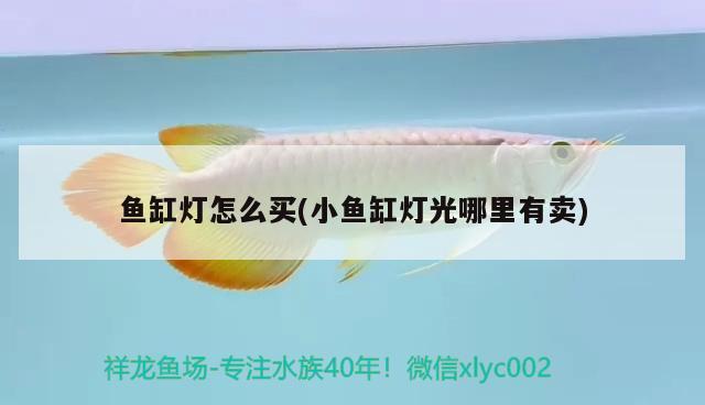 魚缸燈怎么買(小魚缸燈光哪里有賣) 和尚魚