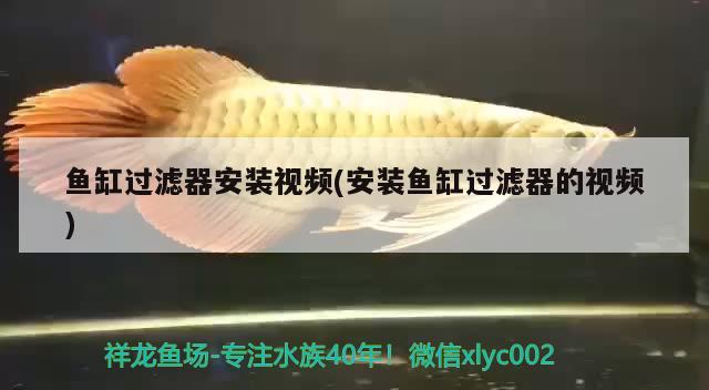 魚缸過濾器安裝視頻(安裝魚缸過濾器的視頻) 薩伊藍(lán)魚