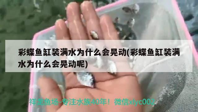 彩蝶魚缸裝滿水為什么會晃動(彩蝶魚缸裝滿水為什么會晃動呢)