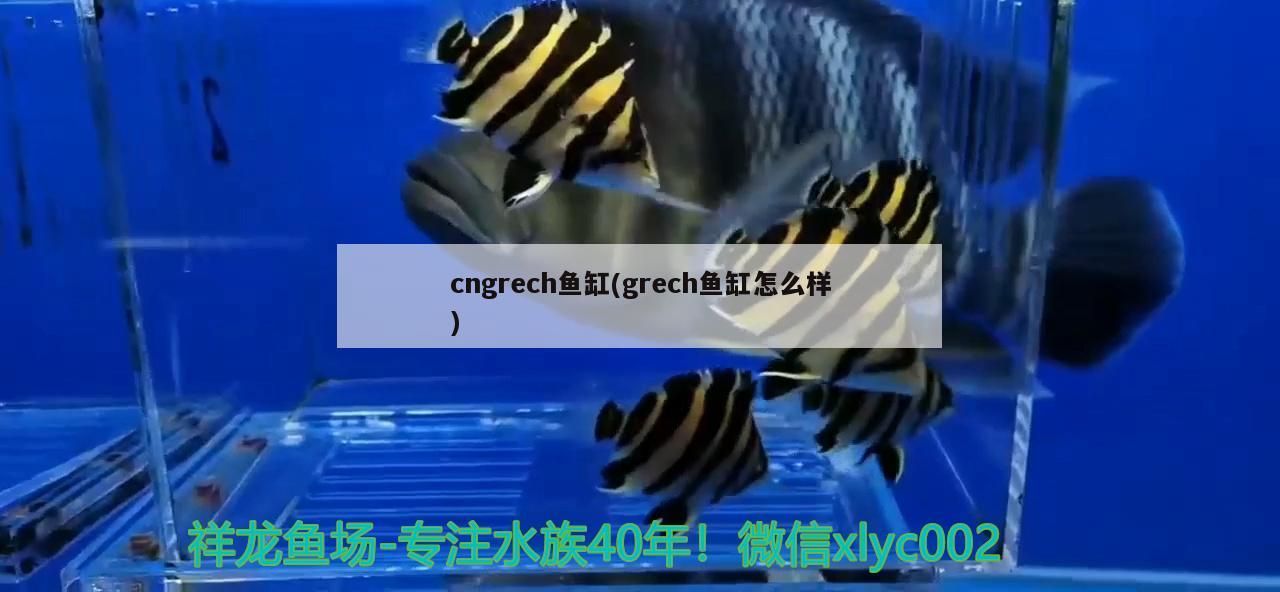 cngrech魚缸(grech魚缸怎么樣) 白子關(guān)刀魚苗