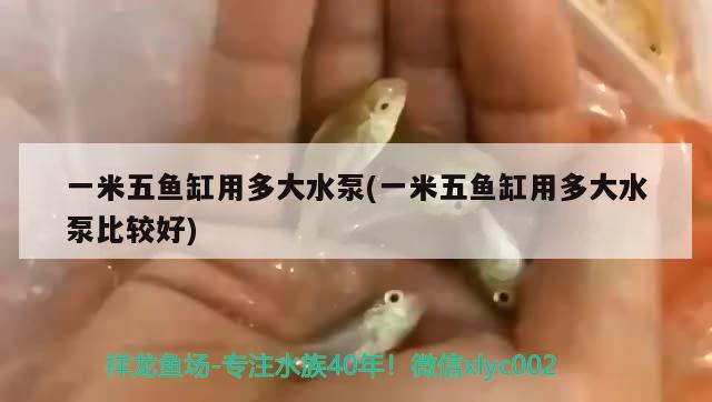 一米五魚缸用多大水泵(一米五魚缸用多大水泵比較好) 高背金龍魚