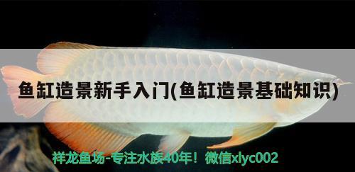 金昌觀賞魚市場高帆小蛇