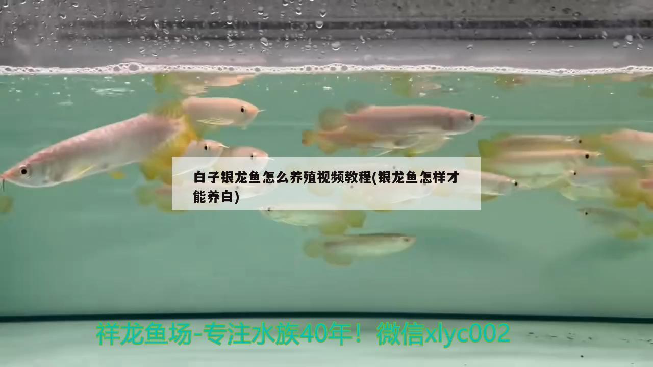 水虎品種介紹圖：水虎品種介紹圖解 食人魚（水虎） 第1張