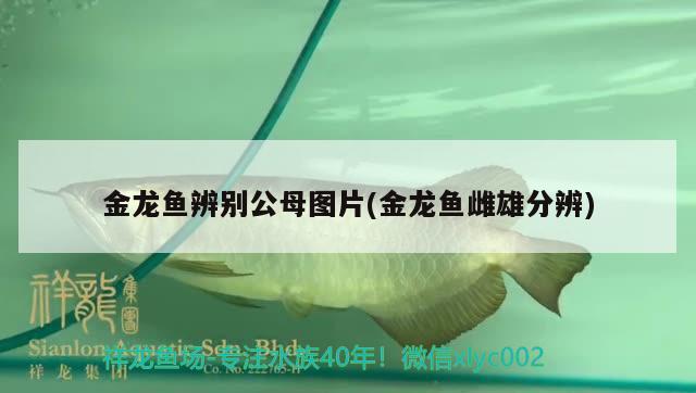 金龍魚辨別公母圖片(金龍魚雌雄分辨) 白化火箭魚