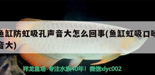 魚缸防虹吸孔聲音大怎么回事(魚缸虹吸口噪音大) 魚缸百科 第2張