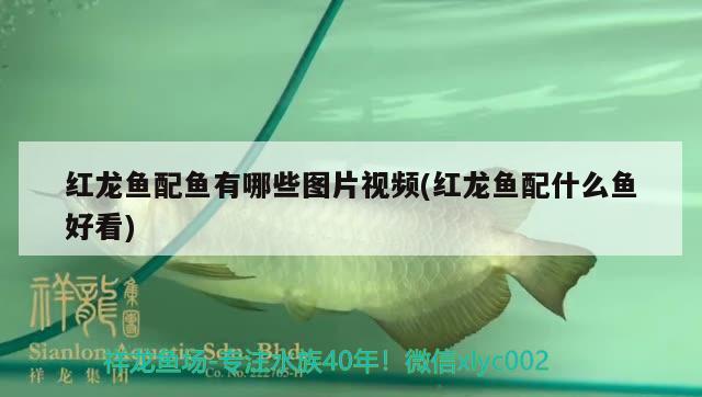 蕪湖魚缸回收電話號碼多少號 