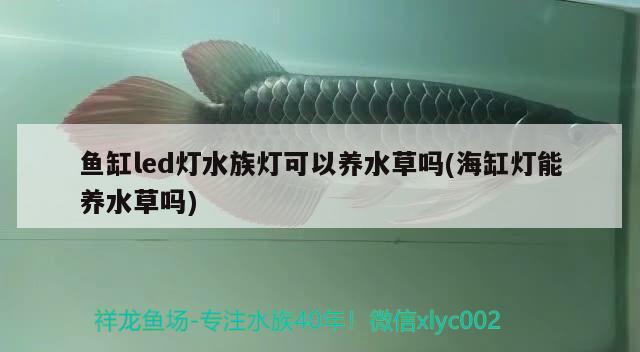 魚缸led燈水族燈可以養(yǎng)水草嗎(海缸燈能養(yǎng)水草嗎) 水草