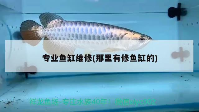 三角鯛的圖片：蝦猴海釣掛法 垂釣樂園 第1張