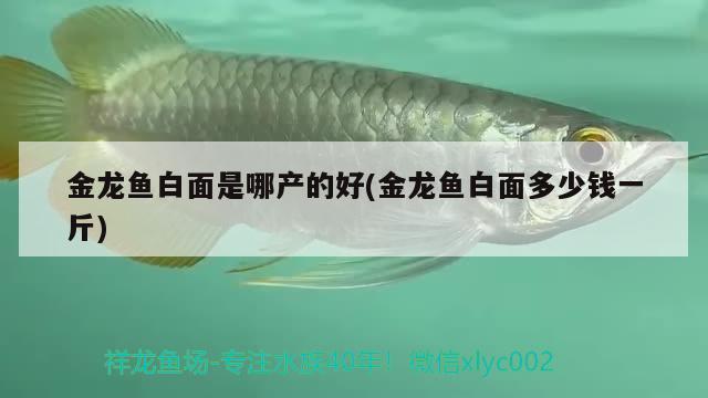 金龍魚白面是哪產(chǎn)的好(金龍魚白面多少錢一斤) 短身紅龍魚