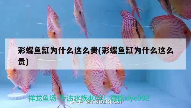 彩蝶魚缸為什么這么貴(彩蝶魚缸為什么這么貴)