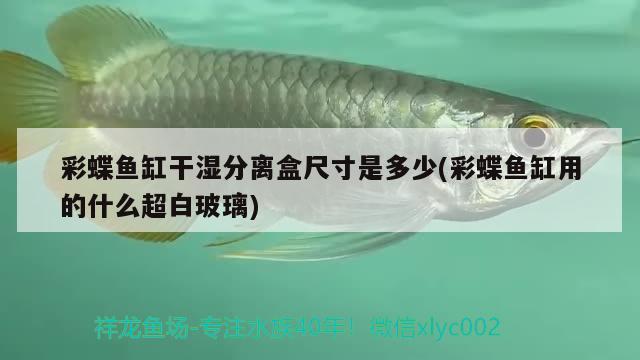 彩蝶魚缸干濕分離盒尺寸是多少(彩蝶魚缸用的什么超白玻璃) 印尼三紋虎