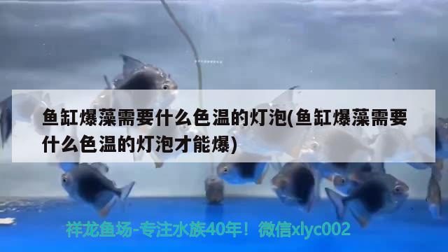 魚缸爆藻需要什么色溫的燈泡(魚缸爆藻需要什么色溫的燈泡才能爆) 白子銀版魚