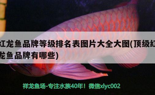 紅龍魚品牌等級排名表圖片大全大圖(頂級紅龍魚品牌有哪些)