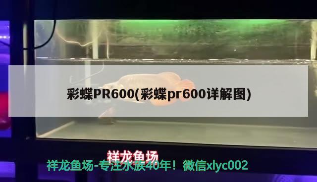 彩蝶PR600(彩蝶pr600詳解圖)