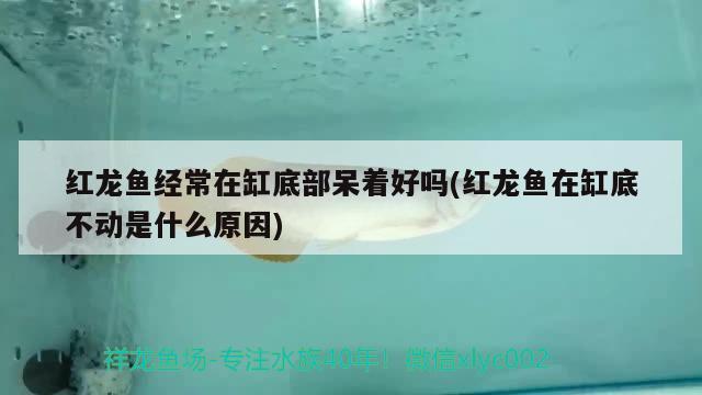 魚(yú)缸簡(jiǎn)筆畫(huà)教程，魚(yú)缸的簡(jiǎn)筆畫(huà)怎么畫(huà)