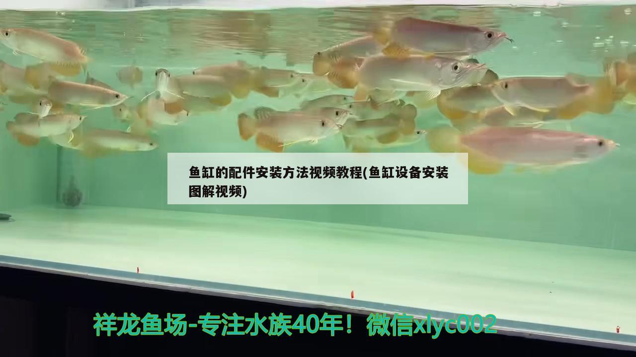 魚缸的配件安裝方法視頻教程(魚缸設(shè)備安裝圖解視頻) 女王大帆魚