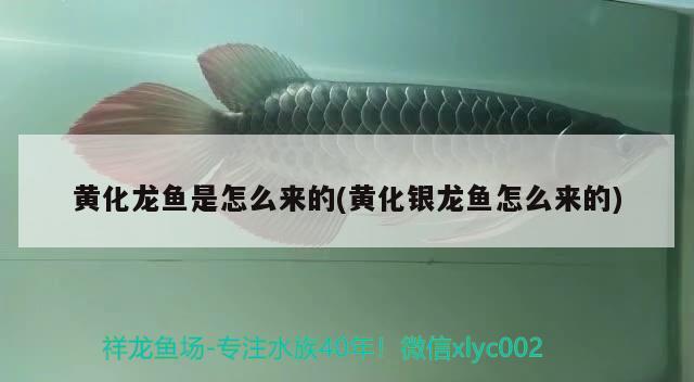 金龍魚還能買嗎（ 2020年金龍魚下架的真正原因） 龍鳳鯉魚