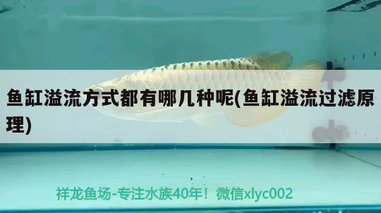 魚(yú)缸溢流方式都有哪幾種呢(魚(yú)缸溢流過(guò)濾原理) 龍魚(yú)百科