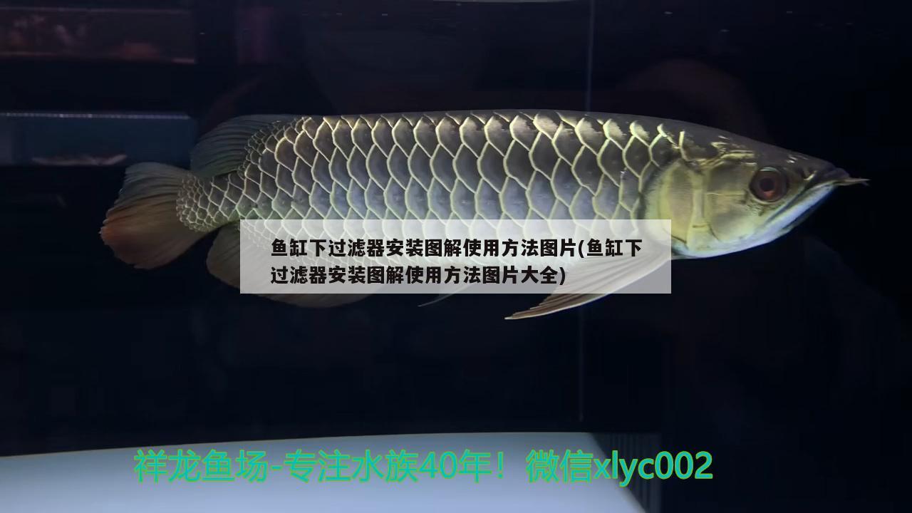 魚(yú)缸下過(guò)濾器安裝圖解使用方法圖片(魚(yú)缸下過(guò)濾器安裝圖解使用方法圖片大全) 白子銀龍魚(yú)苗