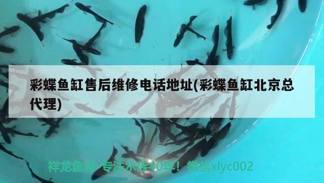 彩蝶魚缸售后維修電話地址(彩蝶魚缸北京總代理) 黑桃A魚