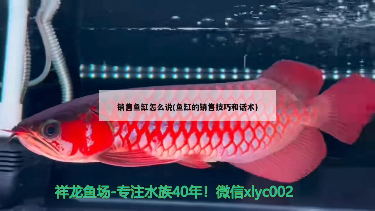 銷售魚缸怎么說(魚缸的銷售技巧和話術(shù)) 祥禾Super Red紅龍魚