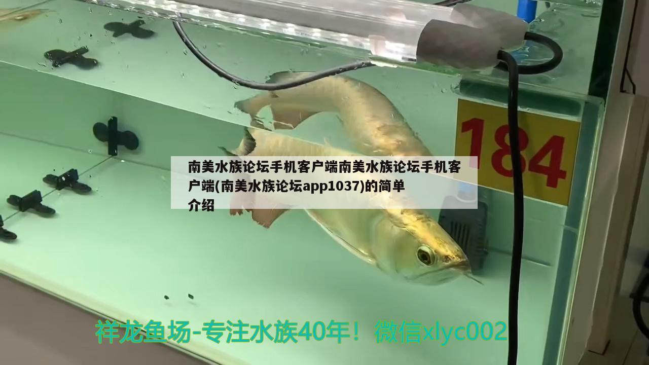 南美水族論壇手機(jī)客戶端南美水族論壇手機(jī)客戶端(南美水族論壇app1037)的簡(jiǎn)單介紹