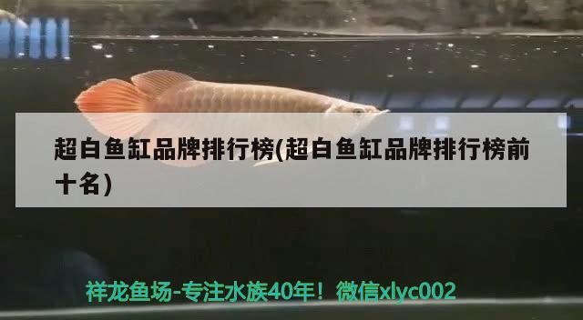 超白魚缸品牌排行榜(超白魚缸品牌排行榜前十名) 大白鯊魚