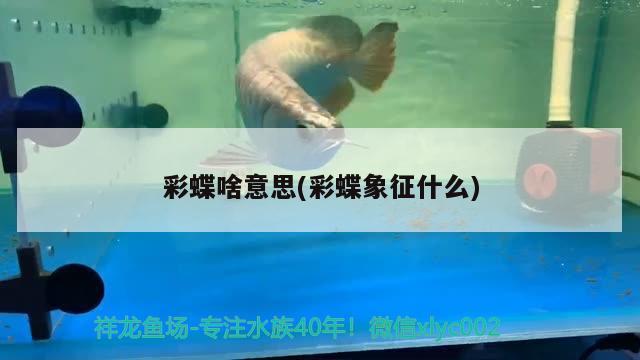 彩蝶啥意思(彩蝶象征什么) 青龍魚