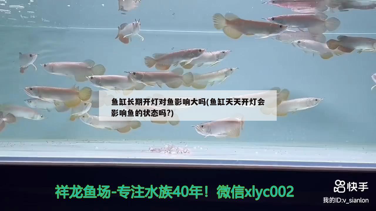 魚缸長(zhǎng)期開(kāi)燈對(duì)魚影響大嗎(魚缸天天開(kāi)燈會(huì)影響魚的狀態(tài)嗎?) 藍(lán)底過(guò)背金龍魚