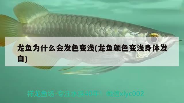 龍魚為什么會發(fā)色變淺(龍魚顏色變淺身體發(fā)白)