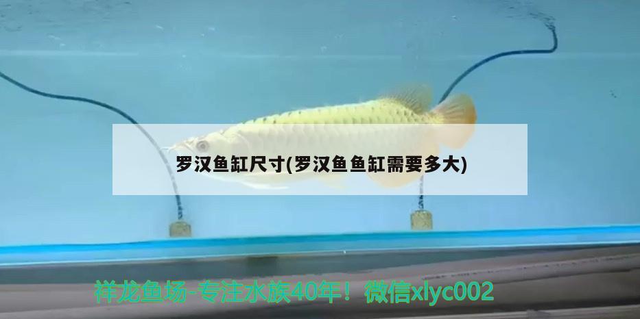 羅漢魚缸尺寸(羅漢魚魚缸需要多大) 羅漢魚 第2張