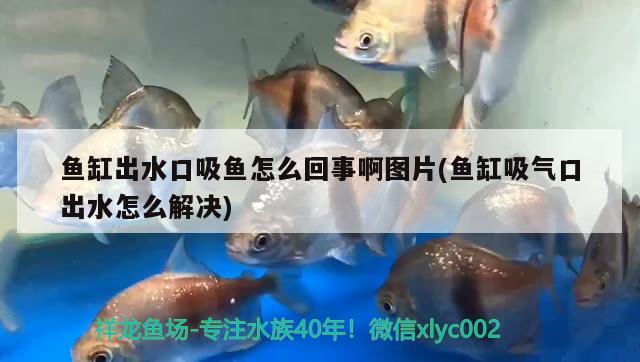 魚缸出水口吸魚怎么回事啊圖片(魚缸吸氣口出水怎么解決) 龍魚芯片掃碼器