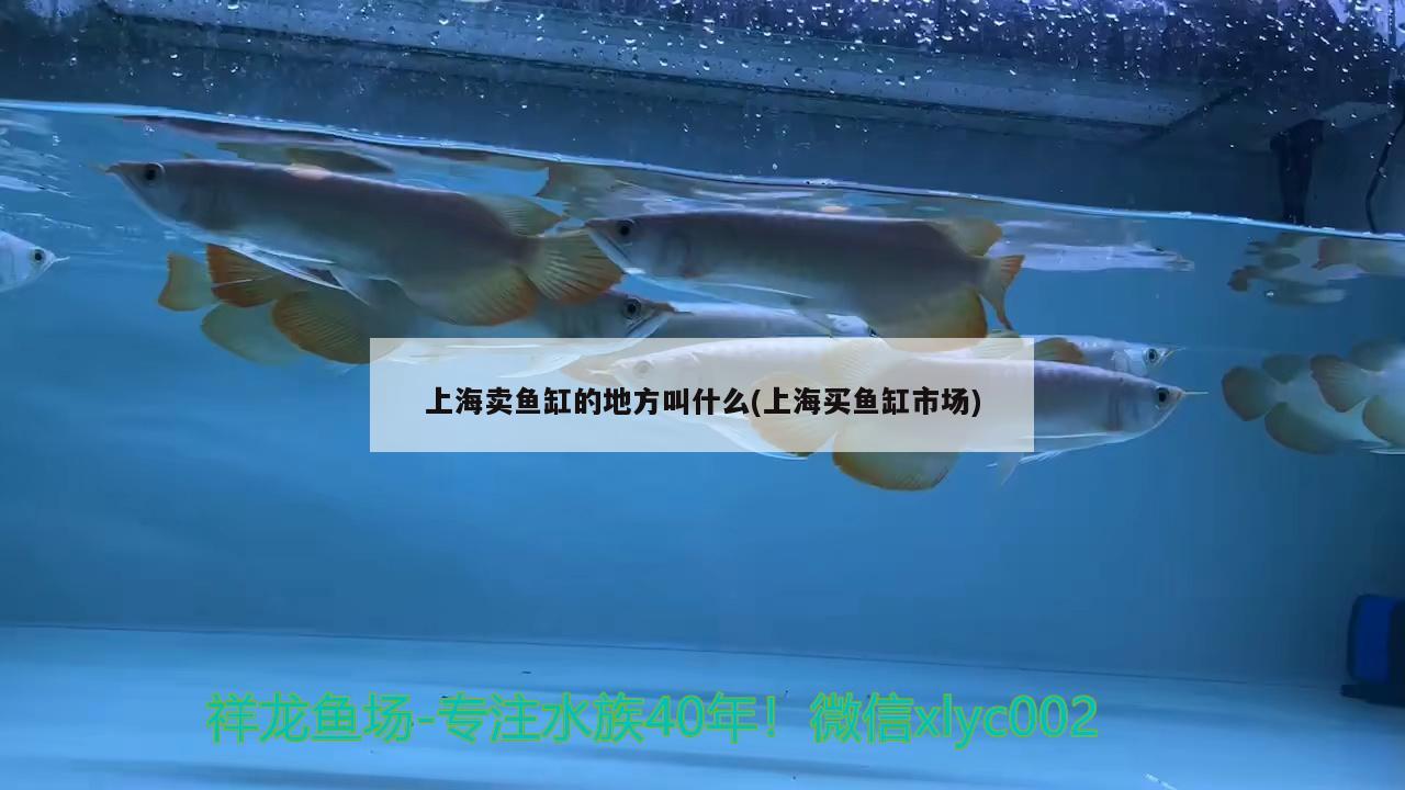 燈魚(yú)可以和什么魚(yú)混養(yǎng)一起：燈魚(yú)可以和什么魚(yú)混養(yǎng)一起吃 觀賞魚(yú) 第3張