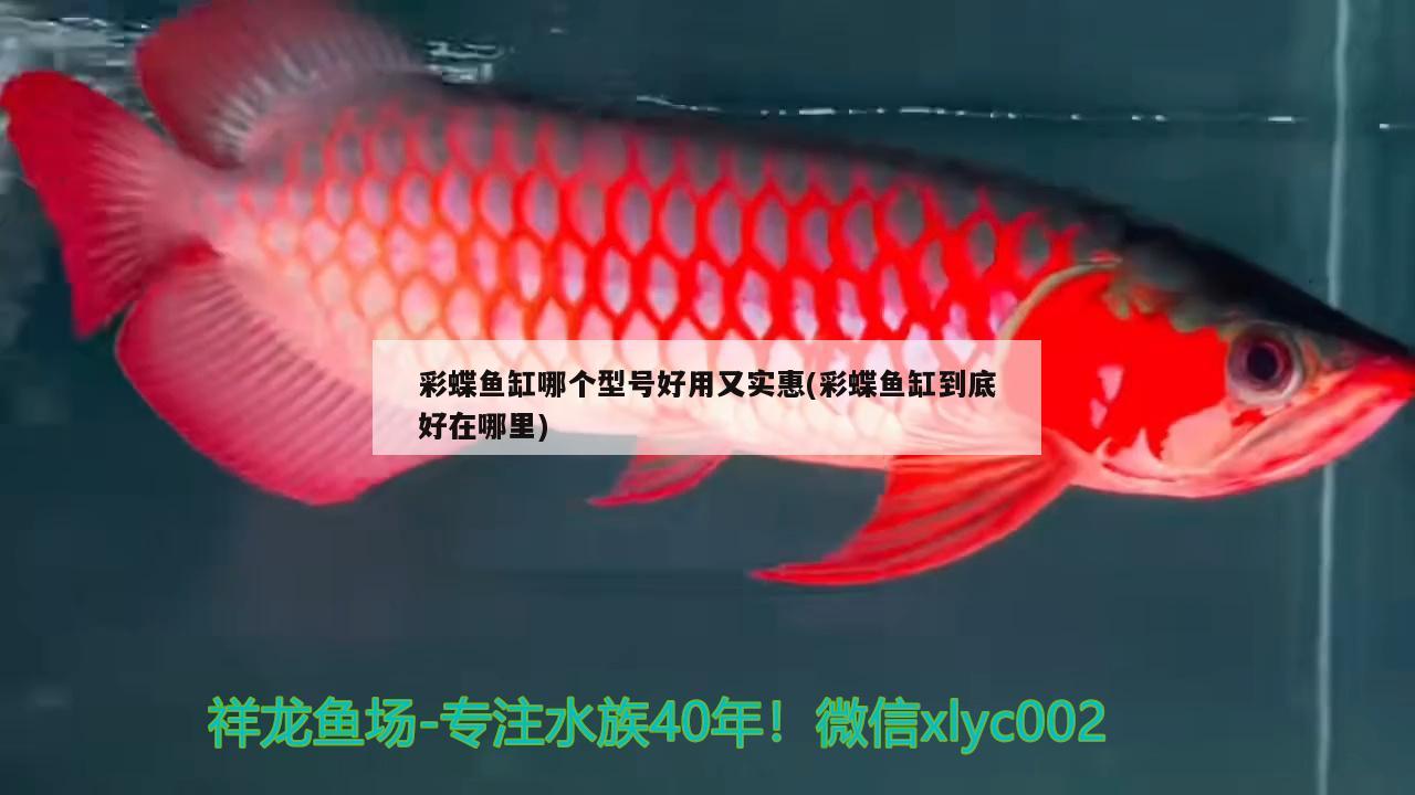 彩蝶魚缸哪個型號好用又實惠(彩蝶魚缸到底好在哪里)